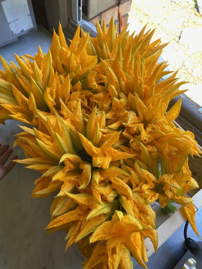 Fleur Des Alpes * La Brigue